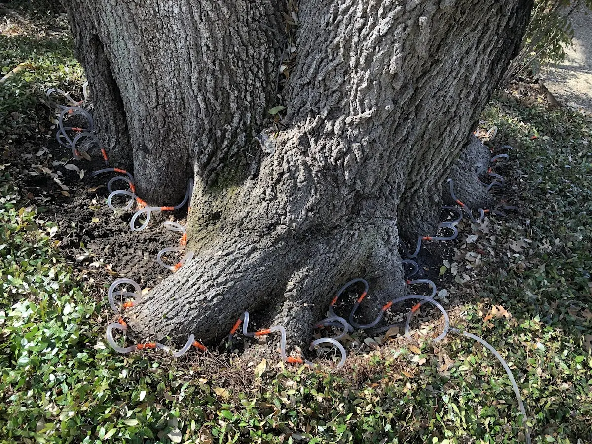 Detailed Tree Cabling and Bracing job site in Couderay