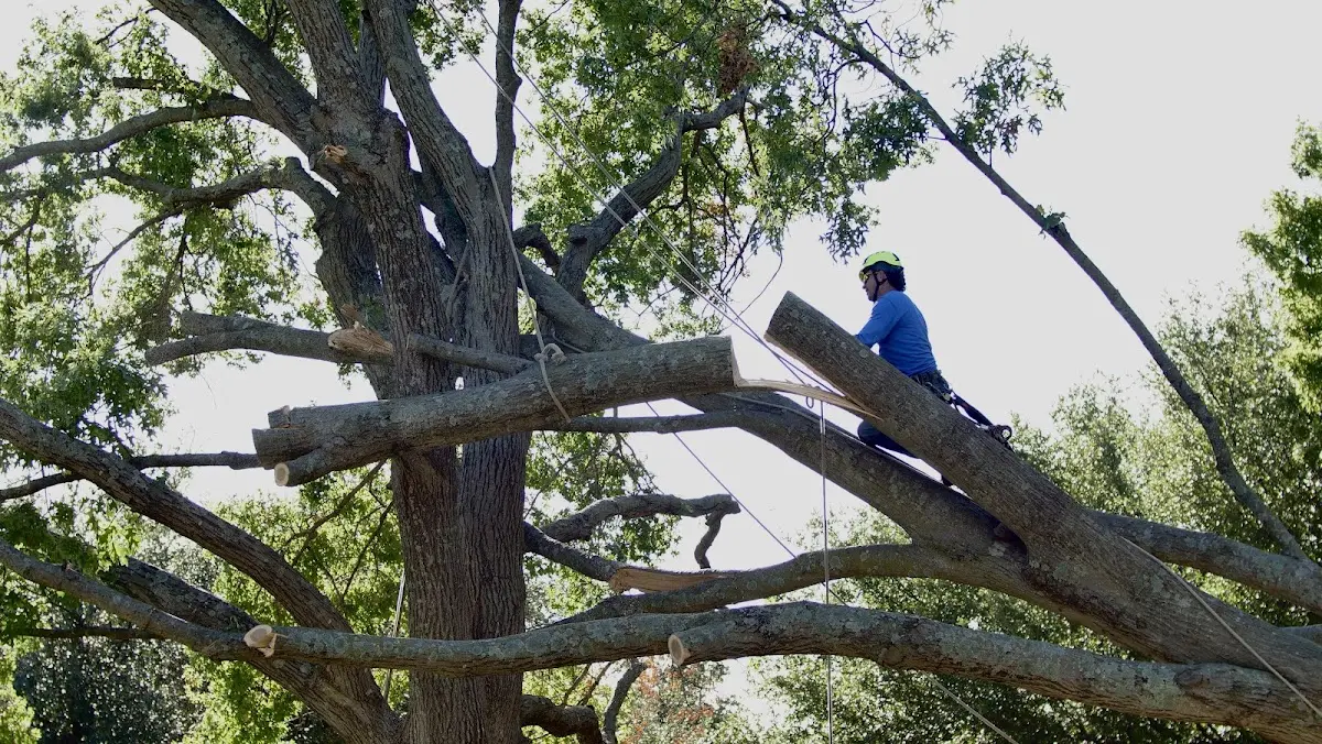 Professional Hazardous Tree Removal performed by certified arborists in Couderay