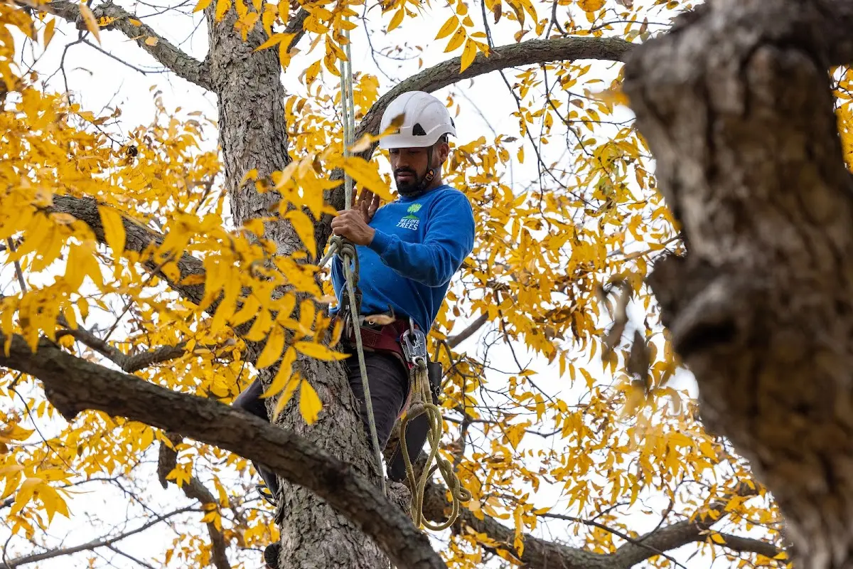 Skilled Tree Pruning crew working in Couderay